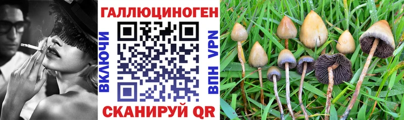 Псилоцибиновые грибы Psilocybe  Купить  Малаховка 